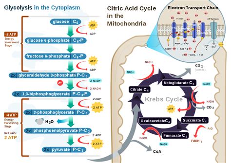 citric acid cycle nutrition flexbook