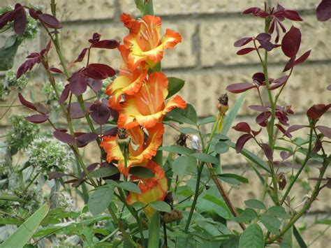 gladiolus plant care  collection  varieties gardenorg