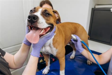 Хирургическое лечение грыж у собак: виды, принцип удаления ...