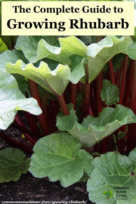 How To Grow Rhubarb A Comprehensive Guide Ihsanpedia