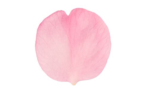 rose petale isole sur une transparent contexte  png