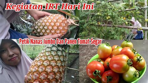 Kegiatan Irt Hari Ini Petik Nanas Jumbo Dan Panen Tomat Segar Di