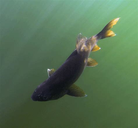 Anglers Urged To Keep Lake Trout At Flaming Gorge Reservoir