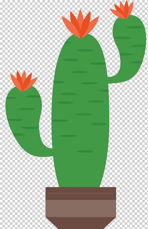 Ilustraciones De Cactaceae Cactus Verde Nica Mano Hierba Png