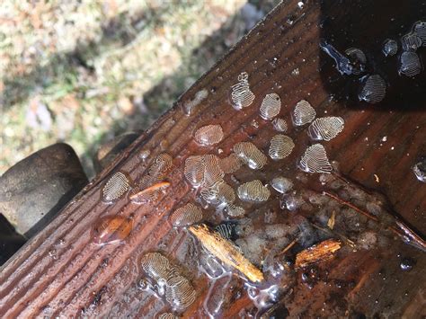 JoltJunction: Unbelievable Moments Caught on Camera | Leesburg FL