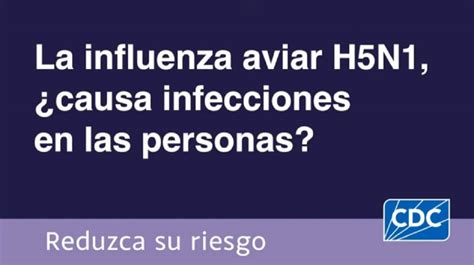 La Influenza Aviar H5n1 ¿causa Infecciones En Las Personas Bird Flu