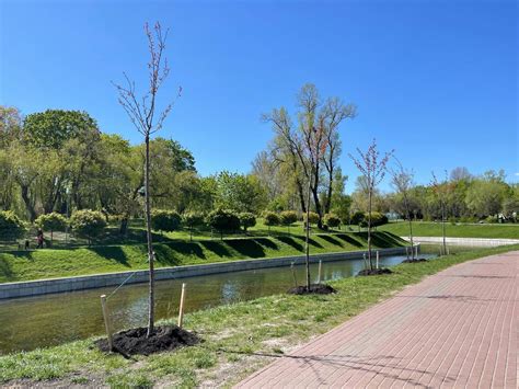 Алея сакур у Києві