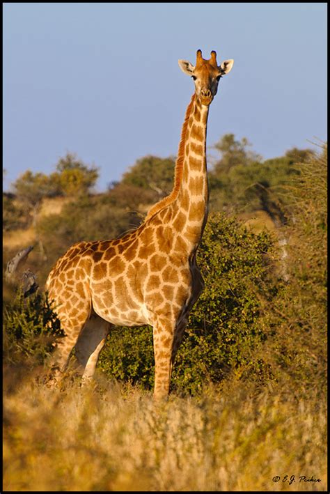 Southern Giraffe Page