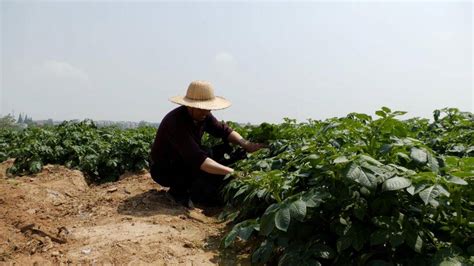 安陆：土豆变“金”豆 致富有盼头 湖北日报新闻客户端