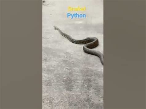 SNAKE - YouTube