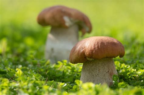 Premium Photo Cep Mushroom Grow In Forest Glade Beautiful Autumn