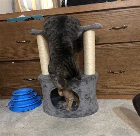 Dangle fight in the new cat condo!! : r/danglers
