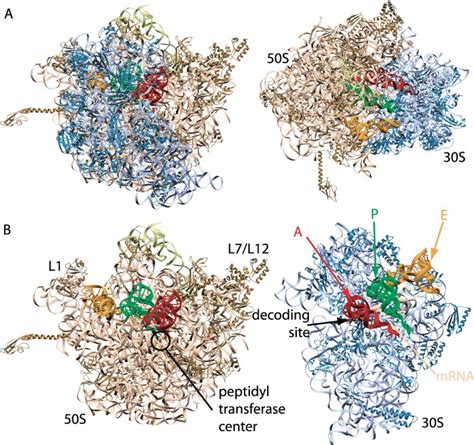 Ribosome Structure And The Mechanism Of Translation Cell