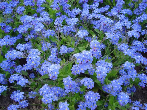 Forget Me Not Flower Wallpapers Images Photos Pictures Backgrounds