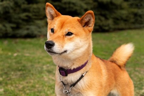 Free Photo Side View Cute Shiba Inu Dog