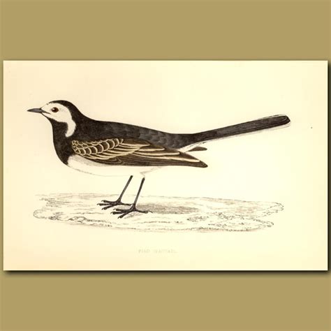 Pied Wagtail Genuine Antique Print For Sale