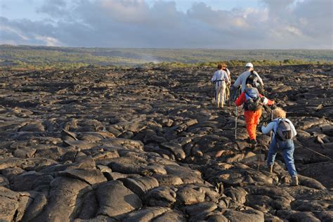 Forest For The Trees Planting Your Own Koa Tree On Hawaii Island
