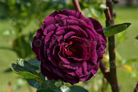 Twilight zone rose 46814479 Stock Photo at Vecteezy