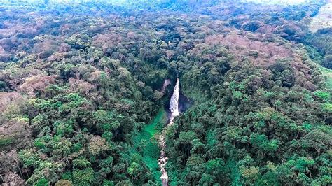 Eastern Lowland Gorilla Treks In Kahuzi Biega National Park Mountain