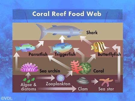 coral reef food web food chain   coral reef coral reef food
