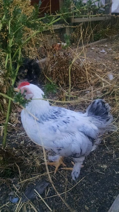 What Breed And Sex BackYard Chickens Learn How To Raise Chickens