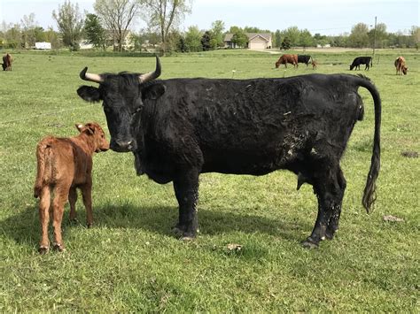 Irish Dexters | United States | Shamrock Acres Dexter Cattle