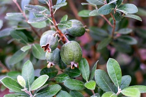 Pineapple Guava: Description, Flavor, Benefits, And Uses - Gardeners ...