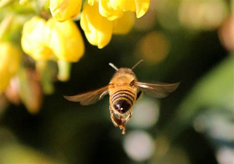 Honey Bee Insect Flying · Free photo on Pixabay