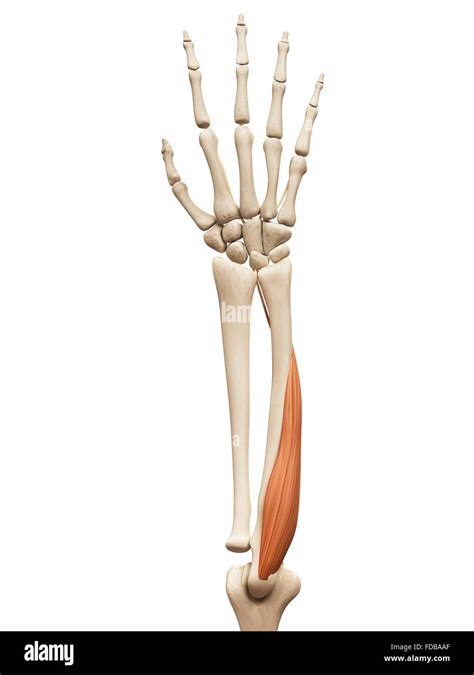 Human Arm Muscle Flexor Digitorum Profundus Illustration Stock Photo