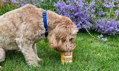 how much canned pumpkin to feed dog