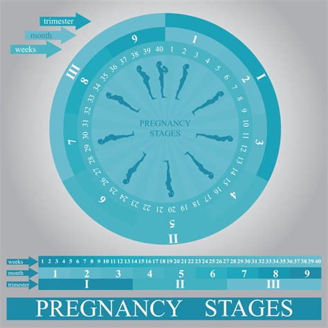 Pregnancy Stages Infographic Template Vector Eps Uidownload