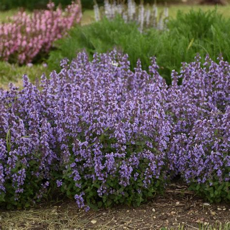 Nepeta 'Cat's Pajamas' - Menthe des chats | fleurs bleu tout l'été