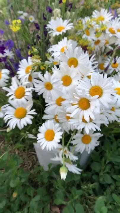 Пишу букет ромашек #oilpainting #flowers #этюд #картинанахолсте # ...