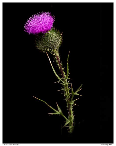 “Bull Thistle Revisited” | Ed Lehming Photography