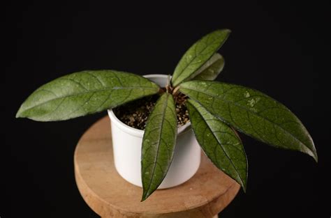 Hoya Crassipetiolata | Plantopus