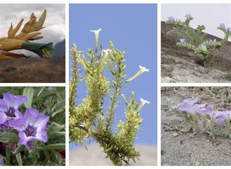 Descubren Nuevas Especies De Plantas Que Solo Crecen En Arequipa