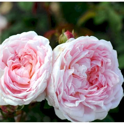 'Eglantyne' - Roser - Plantetorvet.dk