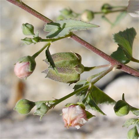 Plant species of Tumamoc Hill