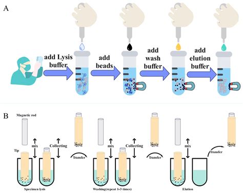 Research On A Magnetic Separation Based Rapid Nucleic Acid Extraction