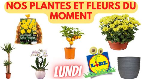 ARRIVAGE LIDL NOS PLANTES ET FLEURS DU MOMENT 25 Septembre 2023