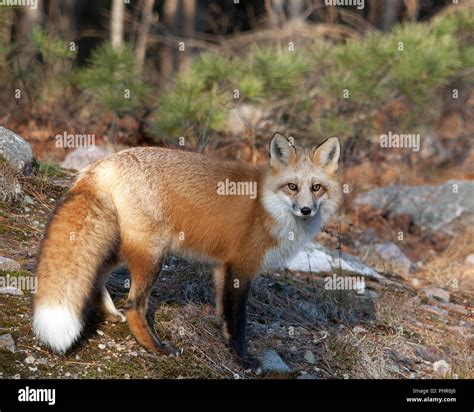 Rotfuchs postkarte tierfoto Fotos und Bildmaterial in hoher Auflösung