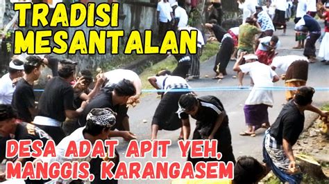 Tradisi Mesantalan Perang Tipat Di Desa Adat Apit Yeh Youtube