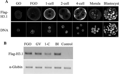 Nuclear Deposition Of Flag H In The Oocytes And Preimplantation