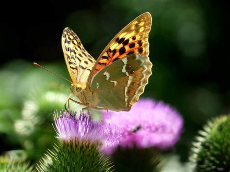 Photo By Sylvia Lilova Nature Macro And Close Up Photoforum Ru