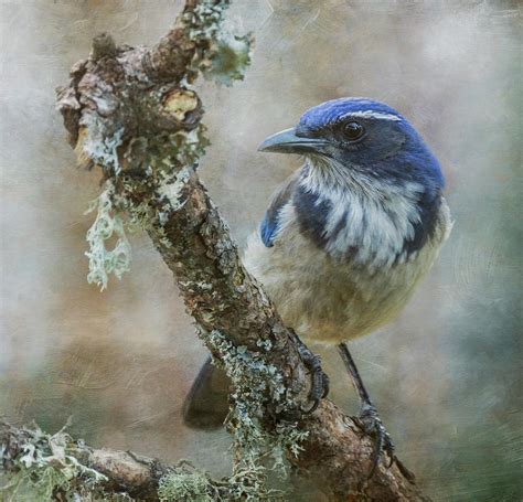 California Scrub Jay Photograph By Angie Vogel Fine Art America