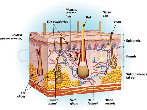 Hud Anatomi Menneske Stock Vektor Colourbox