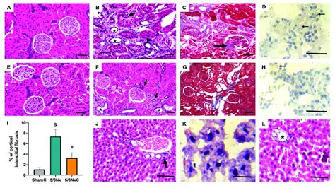 Representative Micrographs From The Four Experimental Groups Sham Download Scientific Diagram