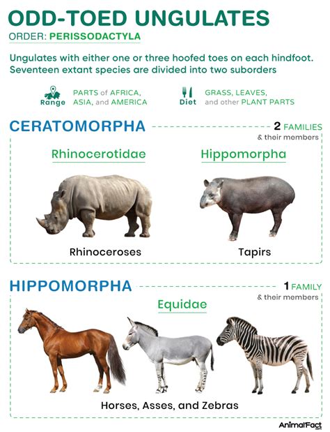 odd toed ungulates characteristics list habitat diet pictures