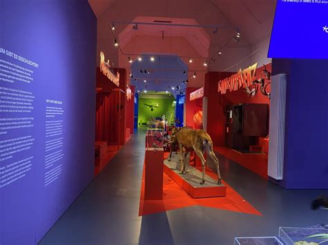 Sex im Tierreich So verführt Natur Baseljetzt