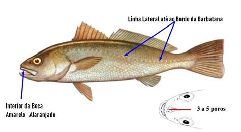 Corvina Argyrosomus Regius Pesca Pt